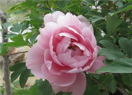 牡丹花土壤積水