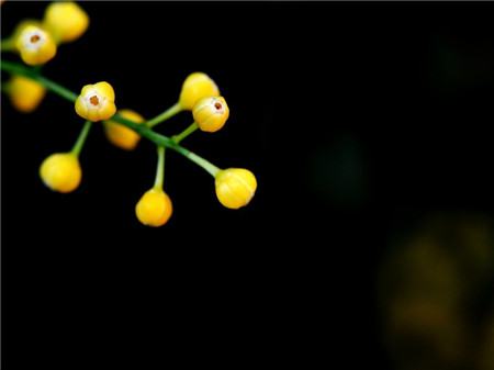 米蘭花開花圖片欣賞