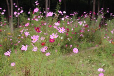 漂亮的波斯菊