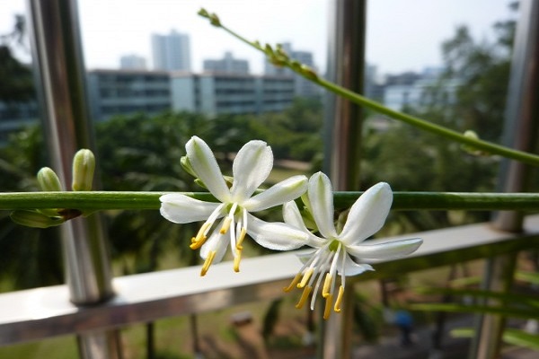 吊蘭開花了怎么打理