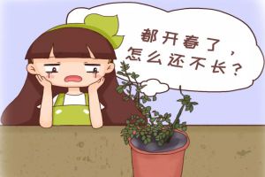 月季蘭花…輕輕掰一下，10天冒小芽，1個月就爆盆！