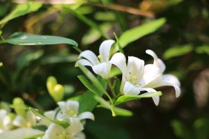 七里香什么時候開花