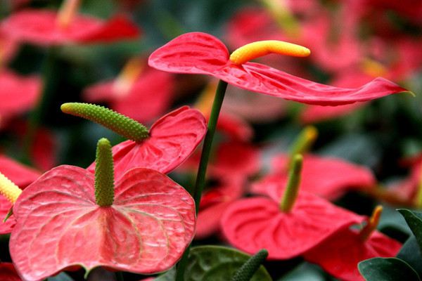 過年花擺對位置，才能旺家旺財保平安