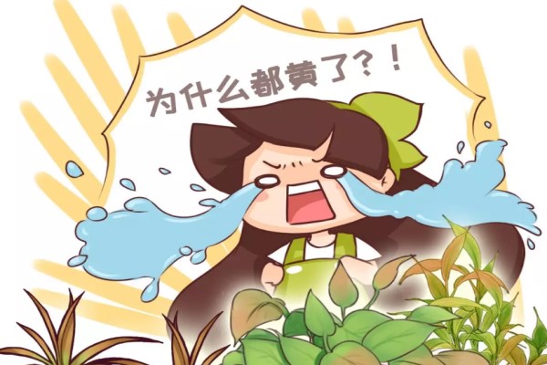 綠蘿文竹總發黃？1招讓它綠油油！