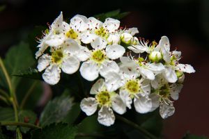 山楂什么時候開花結果