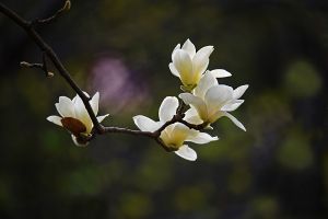 白玉蘭開(kāi)花后怎么辦