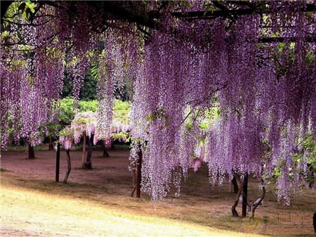 紫藤花開花圖片欣賞