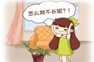 綠蘿君子蘭…長太慢？學2招，蹭蹭爬上墻，葉子綠得冒油！