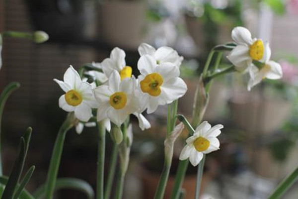 水仙開花前怎么養護