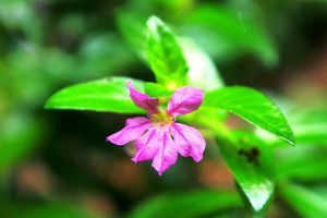 紫萼距花怎么養