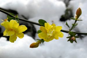 如何延長迎春花花期