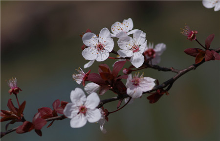 紫葉李開花