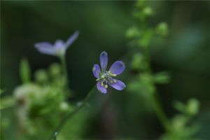 還亮草什么時候開花