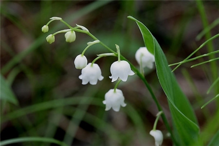 鈴蘭開花的養護