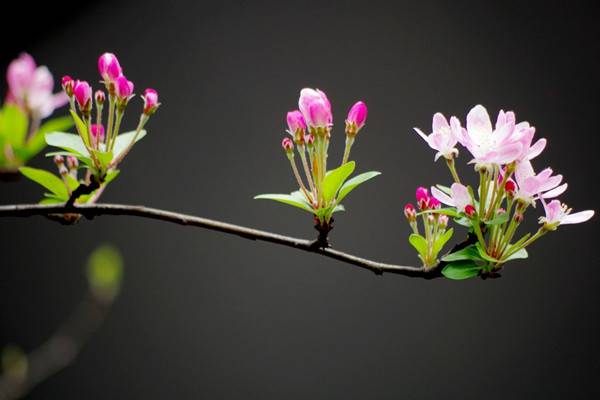 家里沒有光，養這6種植物也能開出花