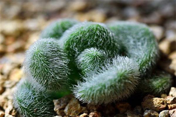 多肉植物信東尼的養殖方法