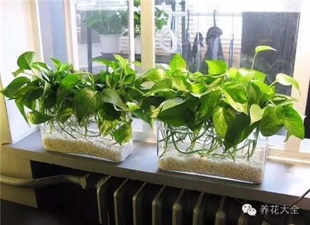 植物放在暖氣片空調旁邊