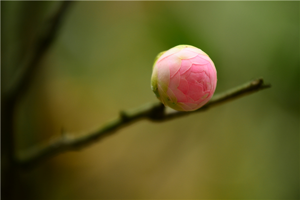 如何讓茶花盡快開花