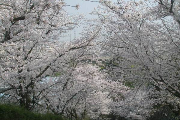 東京櫻花的繁殖方式