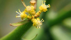 光棍樹(shù)開(kāi)花嗎