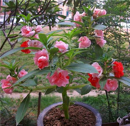 茶花鳳仙的養殖注意事項