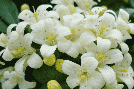 九里香花朵