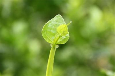 粉藤的的養殖注意事項