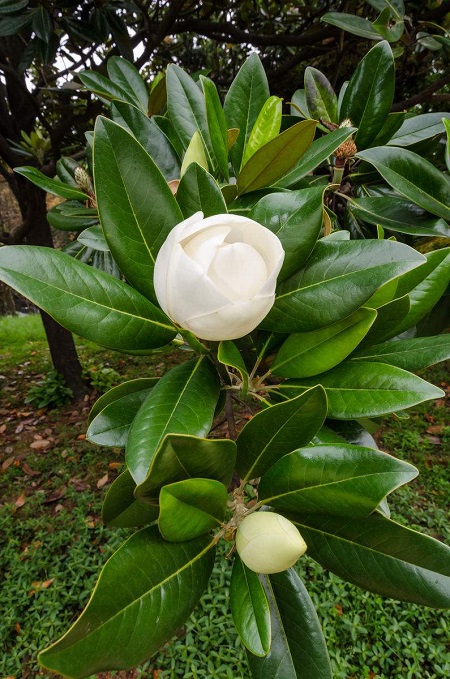 荷花玉蘭花葉