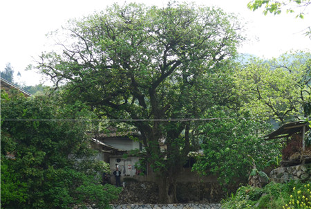 重陽木全景