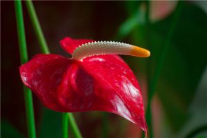 「養花視頻」紅掌