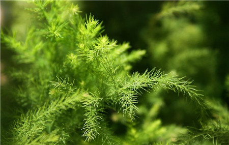 冬天養花之保持濕度