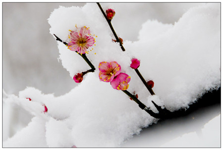 花澆雪水，既大又美。