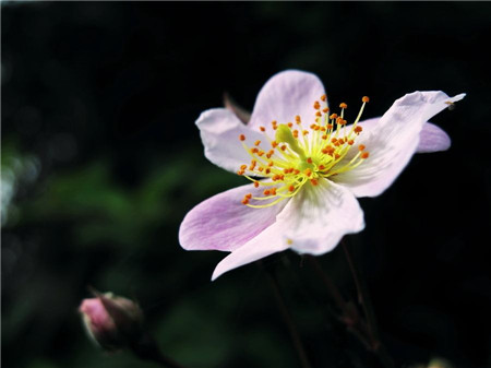 小果薔薇的開出的粉花