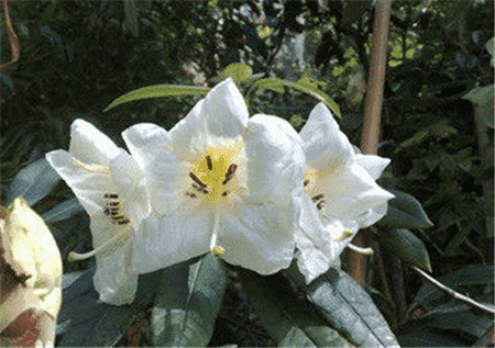 百合花杜鵑