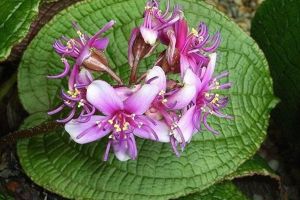 虎顏花怎么養