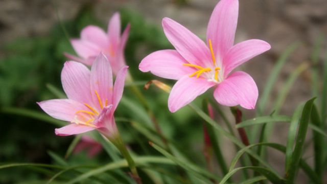 韭菜蓮的家庭養殖方法