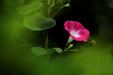 居室宜養吸毒能力強的花卉