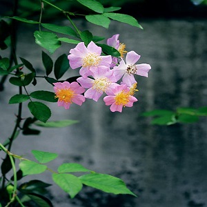 粉團薔薇