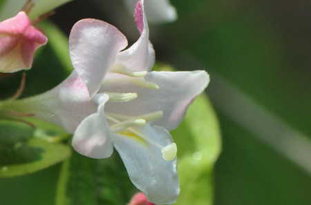 錦帶花開花圖片欣賞