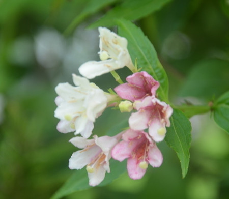 錦帶花開花圖片欣賞