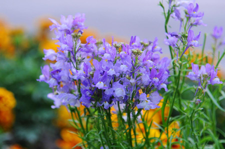 柳穿魚的花朵