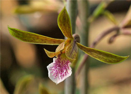 美冠蘭植株