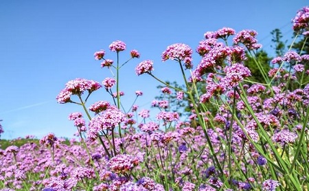 馬鞭草開花