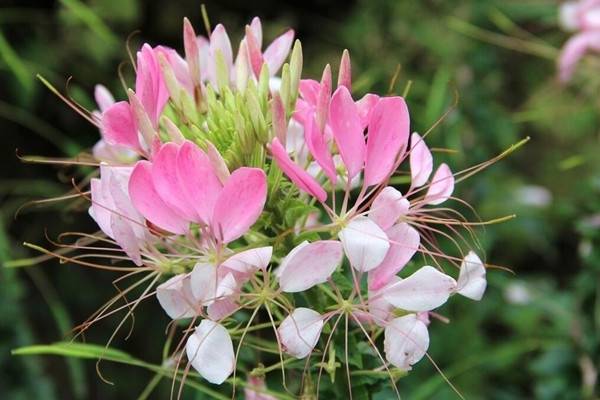 醉蝶花家庭養殖方法和注意事項