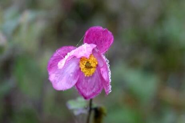 打碗花、打破碗花、打破碗碗花都是些什么植物