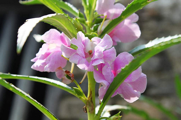 鳳仙花冬天能種嗎