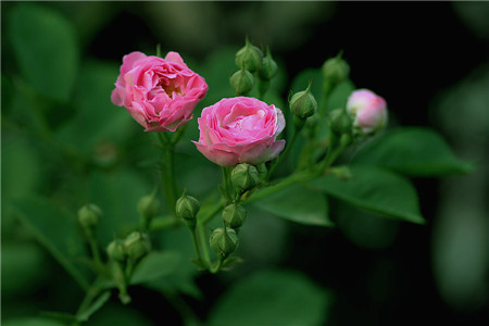 薔薇花的生長需要養分