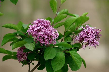 丁香花的養護方法