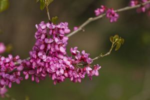 如何使紫荊在元旦開(kāi)花