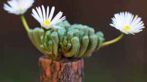 五十鈴玉開花會死嗎